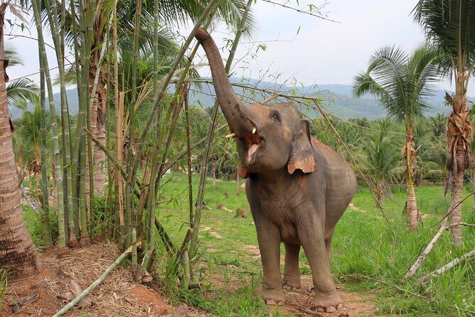 Living Green Elephant Sanctuary Tour from Bangkok and Pattaya - Potential Drawbacks and Considerations