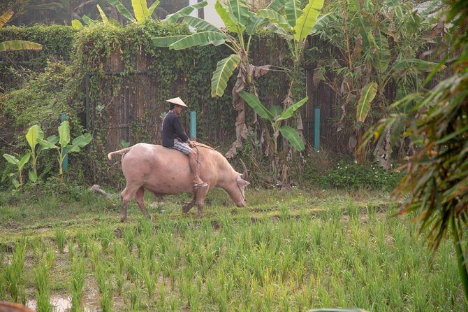 Living Land Rice Farming Experience - Final Thoughts: Is It Worth It?