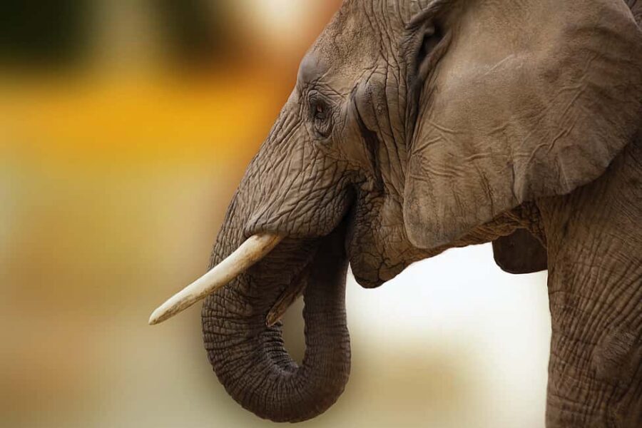 Livingstone: Game Drive and White Rhino Walking Safari - How the Tour Unfolds