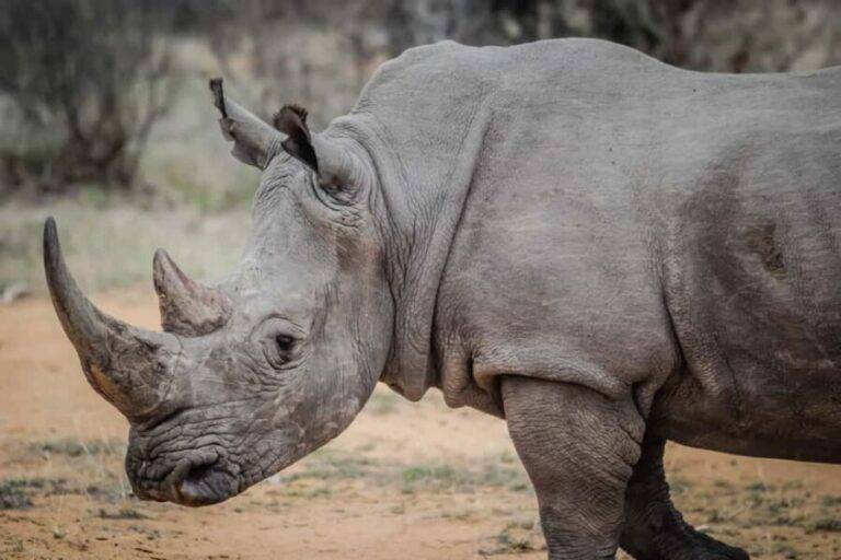 Livingstone: Game Drive and White Rhino Walking Safari - Authentic Encounters and Reviews