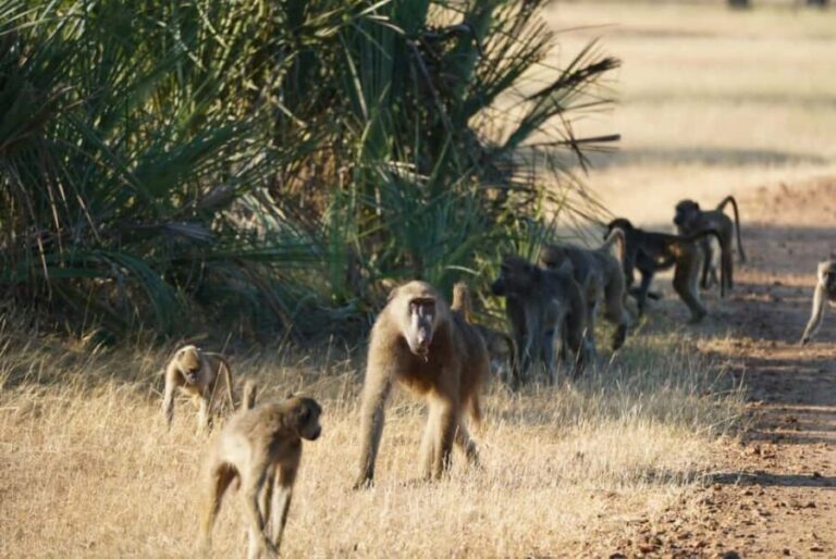 Livingstone: Game Drive & Cultural Tour - Discovering Livingstone’s Wildlife on a Game Drive