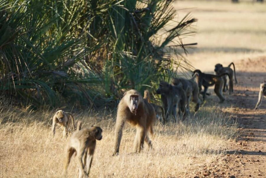 Livingstone: Game Drive & Cultural Tour - Discovering Livingstone’s Wildlife on a Game Drive
