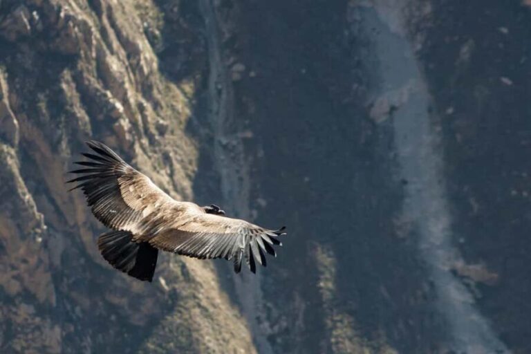 Livingstone: Lochinvar National Park Birdwatching Adventure - What’s Included and What’s Not