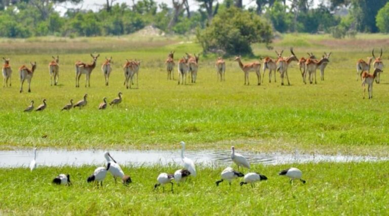 Livingstone: Mosi-oa-Tunya Full Day - Game Drive: A Classic Wildlife Encounter