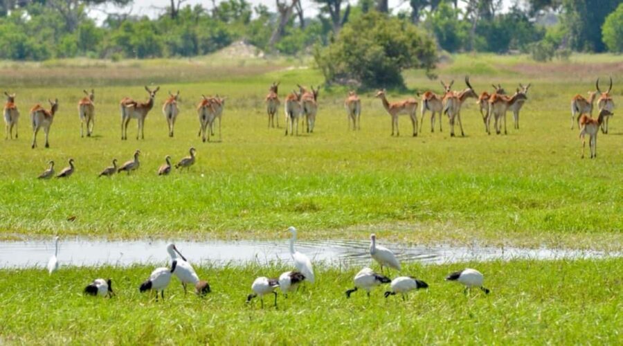 Livingstone: Mosi-oa-Tunya Full Day - Game Drive: A Classic Wildlife Encounter