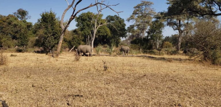 LIVINGSTONE ZAMBIA:SAFARI GAME DRIVE & RHINO WALK - Authenticity and Education: What Travelers Say