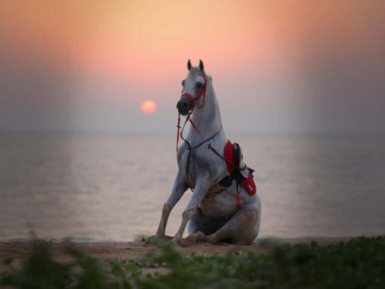 Liwa: Traditional Desert Camel Ride Adventure - What to Expect During the Ride