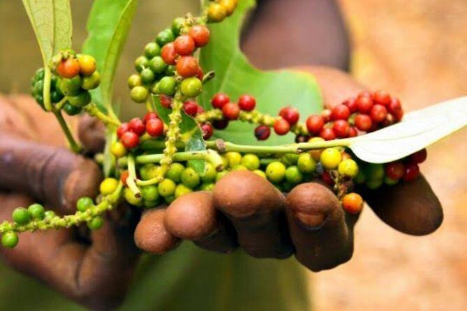 Local Cooking Class with Spice Tour in Zanzibar - Exploring the Spice Farm: A Sensory Journey