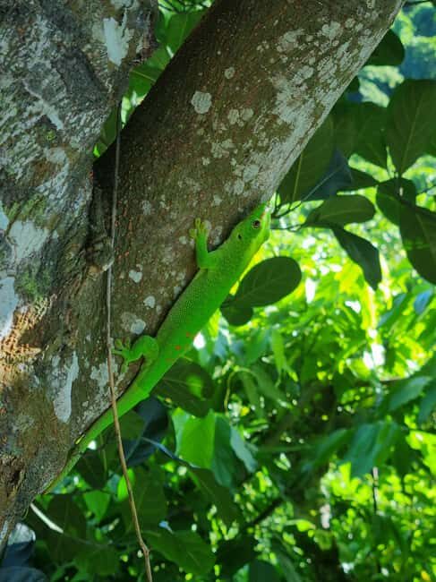 Lokobe fauna and flora excursion - What You Can Expect from the Tour