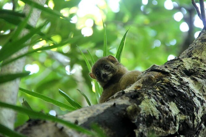 Lokobe Reserve - Crossing to Ampasipohy: Canoe Adventure