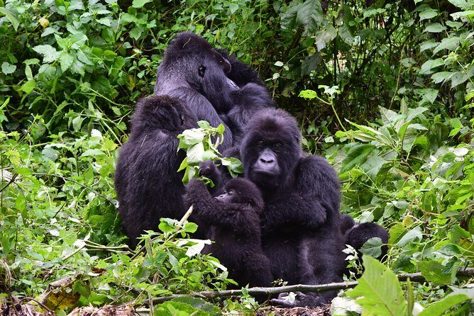 Lowland Gorilla trekking in Kahuzi-Biega National Park - Why This Tour Offers Great Value