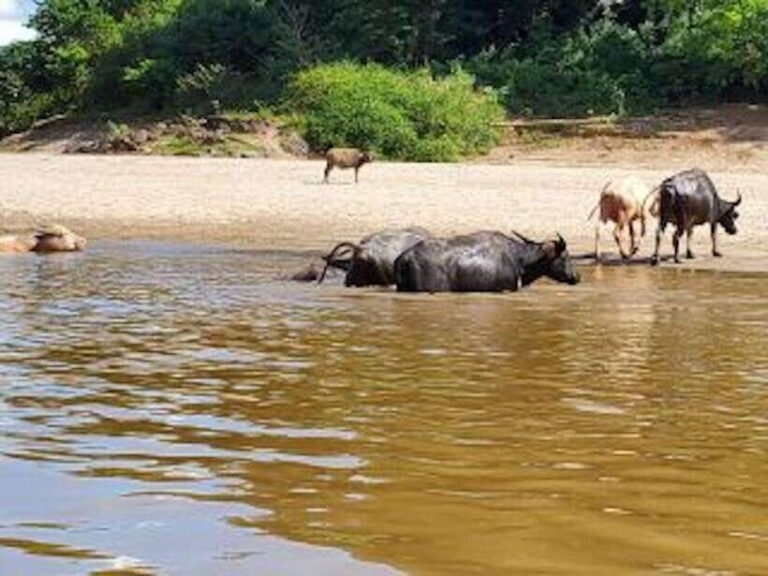 Luang Prabang: 3 Days Ethnic Forest Living - Mekong - An In-Depth Look at the 3-Day Forest Living Experience