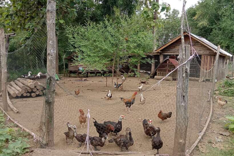 Luang Prabang: Organic Farm Experience & Hike to Kuang si - Key Points
