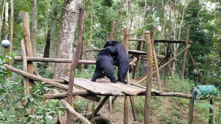 LUANG PRABANG WILDLIFE SANCTUARY - HMONG TRIBE VILLAGE - Final Thoughts: Is This Tour Right for You?