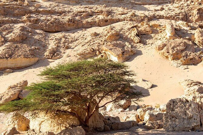 Luxury Desert Safari Tour, Morning & Afternoon from Hurghada - The Comfort and Practicalities