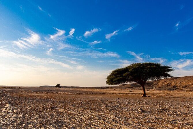 Luxury Sunset Safari to the Oasis & Starlit Dinner from Hurghada - Authenticity and Guest Feedback