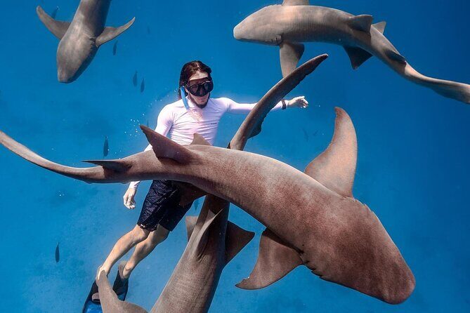 Maafushi: Ship wreck & Nurse shark snorkeling with Dolphin watching - What Do the Reviews Say?