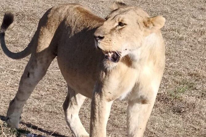 Maasai Mara Day Trip From Nairobi - FAQ