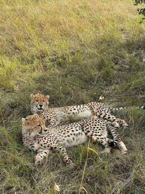 Maasai Mara day trip with pickup from Nairobi - Practical Tips for Travelers