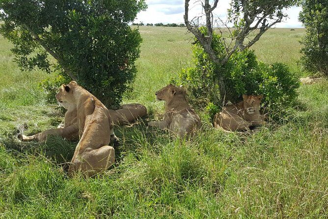 Maasai Mara Game Reserve - Detailed Itinerary Breakdown