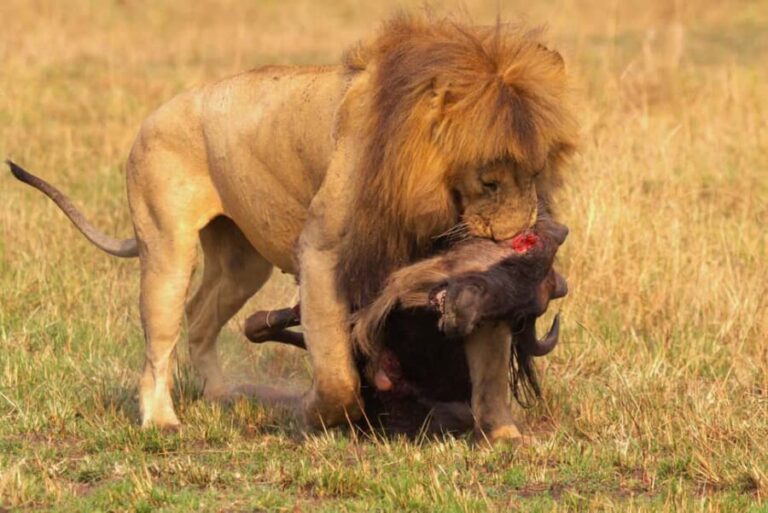 Maasai Mara Private Safari - The Sum Up: Who Should Consider This Safari?