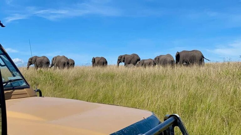 Maasai Mara Wildebeest Migration: 3 Day-Guided Safari - What Makes the Tour Stand Out?