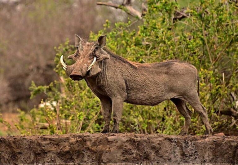 Maasai, Mikumi NP & Chizua Falls 3 Days From Dar es salaam - Transportation and Logistics
