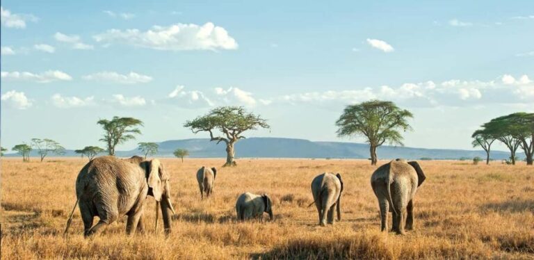 Maasai Village Cultural Visit in Maasai Mara - What to Expect from the Maasai Village Cultural Visit