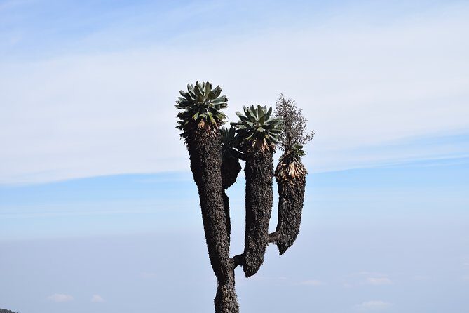 Machame Route 7 Days 6 Nights /Kilimanjaro Climb - Practical Details and Value