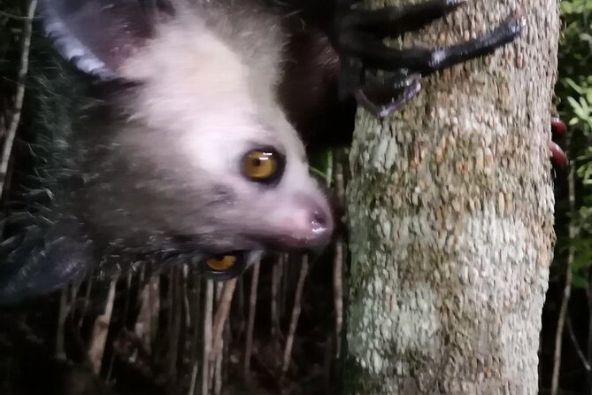 Madagascar Exploring Antananarivo to Andasibe 7 D/6 N (Comfort) - Who Should Consider This Tour?