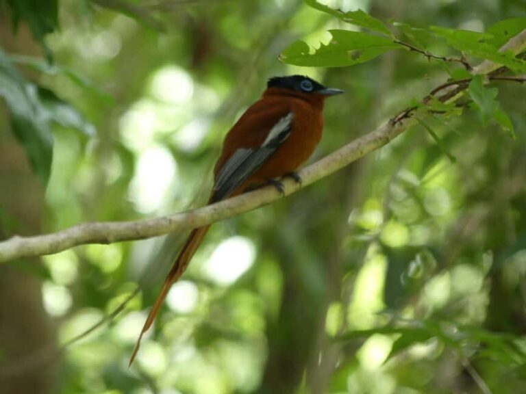 Madagascar: Nature and Discovery Tour - The Sum Up
