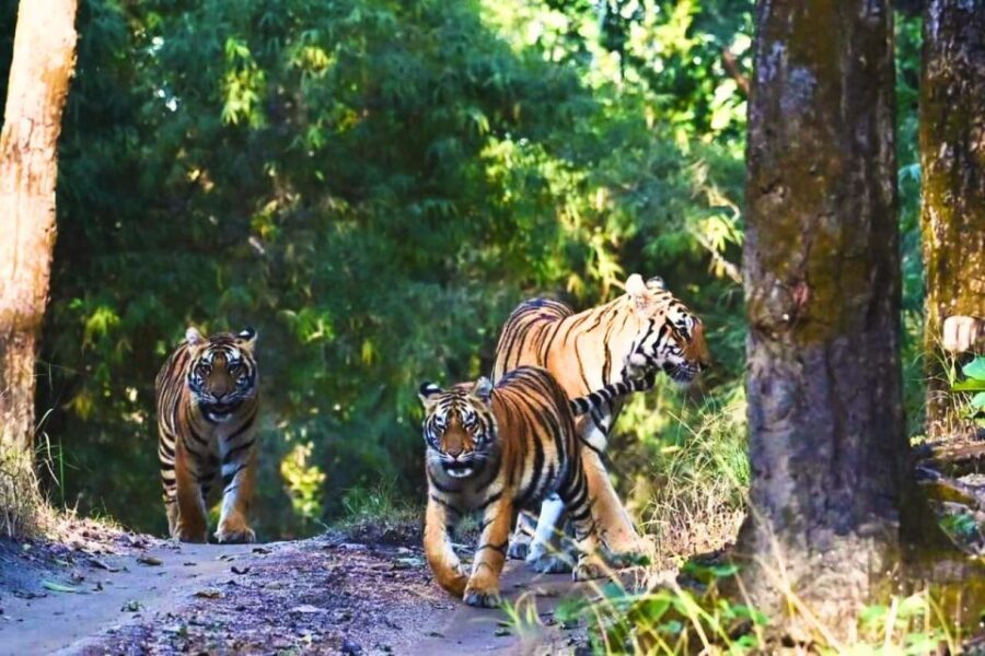 Madhya Pradesh: Kanha National Park Guided Safari Tour - Analyzing the Value