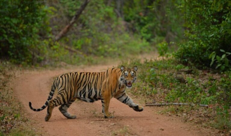 Madhya Pradesh: Satpura National Park Guided Jeep Safari - Who Will Love This Safari?