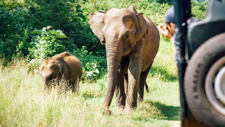 Maduru Oya National Park Private Safari - Why This Safari Is Worth Considering