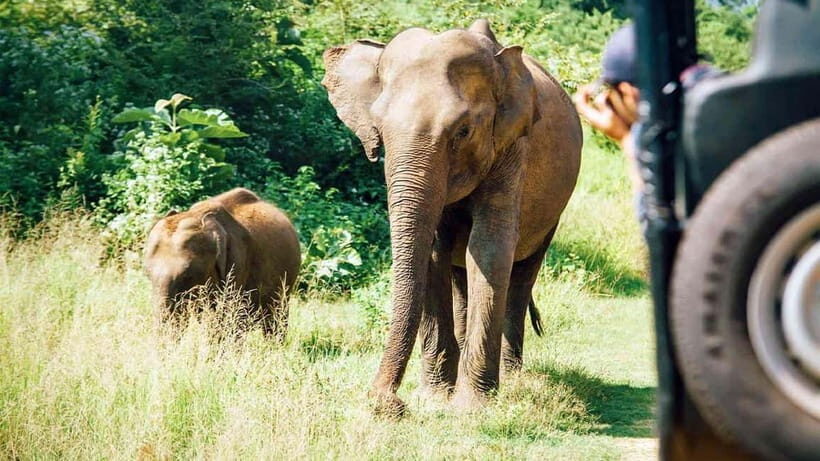 Maduru Oya National Park Private Safari - Why This Safari Is Worth Considering
