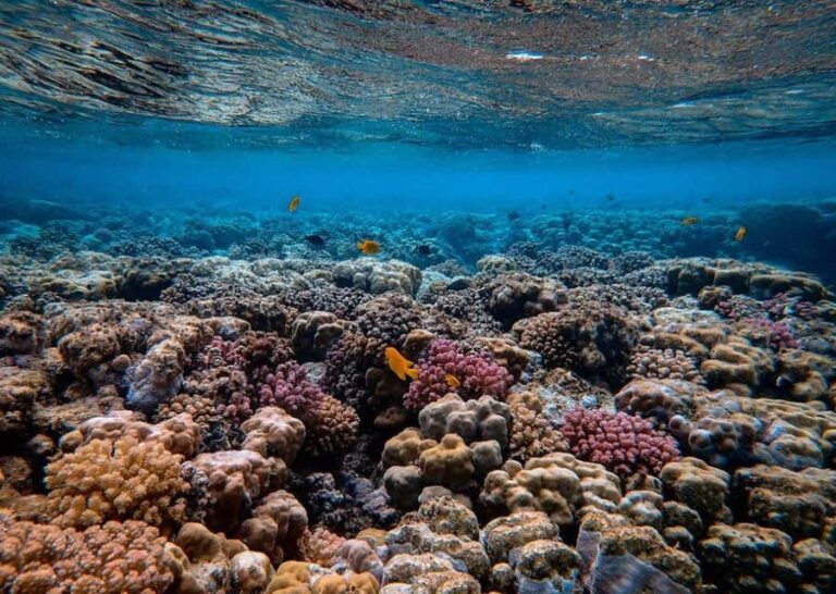 Mafia Island: Marine Park Sandbank Tour with Snorkeling - Practical Details