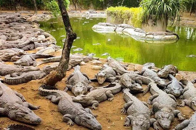 Mahabalipuram and Madras Crocodile bank trip from Chennai wtih Lunch,Transport - FAQs About the Mahabalipuram and Crocodile Bank Trip