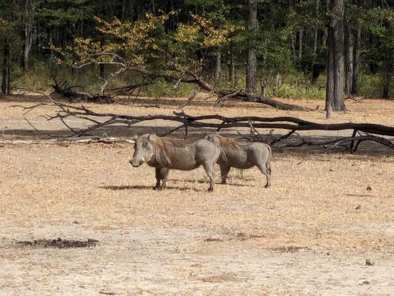 Malawi wildlife safari Tour - Frequently Asked Questions