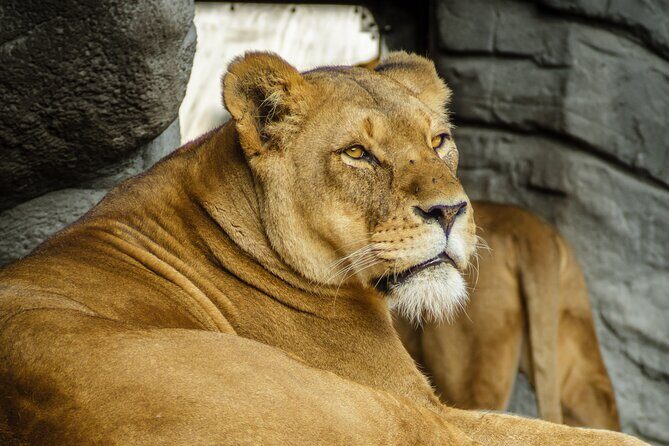 Malaysia National Zoo (Zoo Negara) with Giant Panda Viewing - The Experience: What You’ll Truly Get