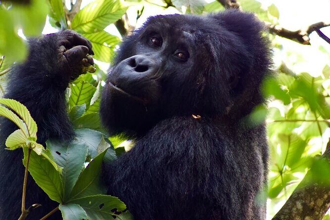 Mambo Gorilla Safaris, is an African based Tour Agency, offering the best ever - The Experience in Detail: What Youll Likely Encounter