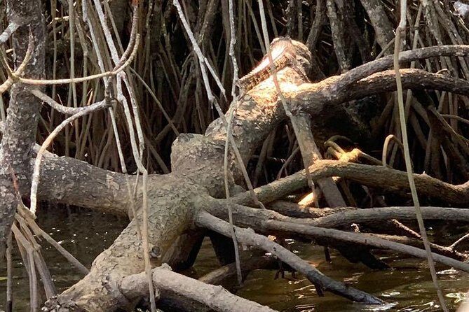 Mangrove Adventure - Practical Tips for Travelers