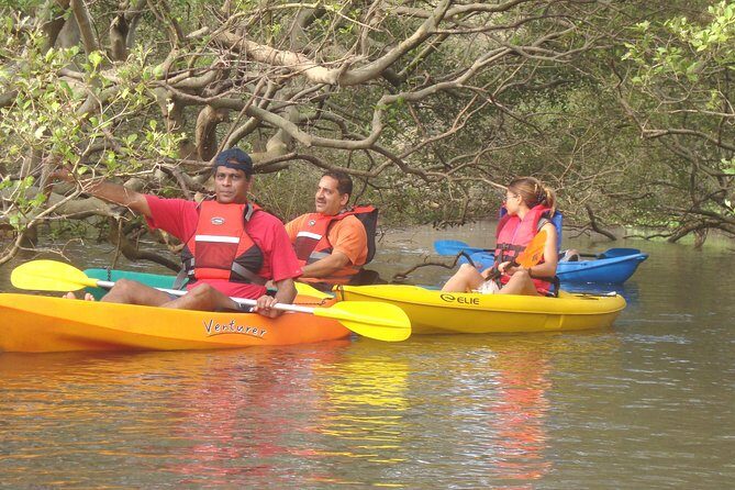 Mangroves Magic Goa Kayaking Experience - Setting the Scene: Where and How