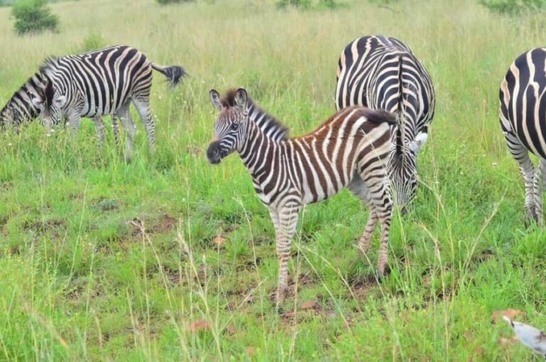 Manyane: 6HGame Drive with Lunch - An Honest Look at the Value