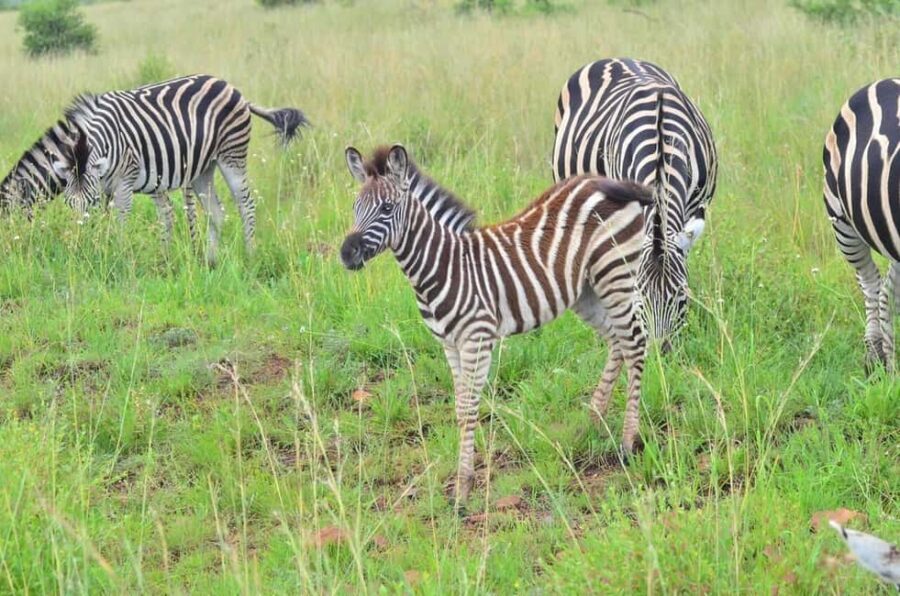 Manyane: 6HGame Drive with Lunch - An Honest Look at the Value