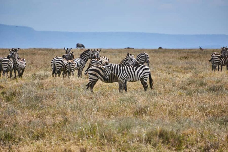 Mara Majesty & Nakuru Splendor  4-Day Wildlife Safari - What’s Included & What’s Not