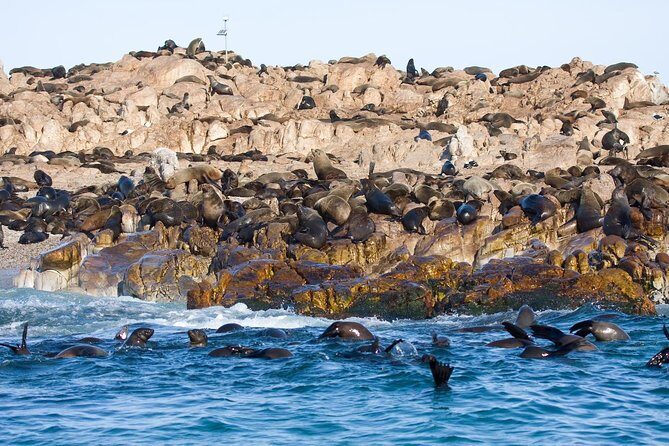 Marine Big 5 Safari full day trip from Cape Town - What the Reviews Say