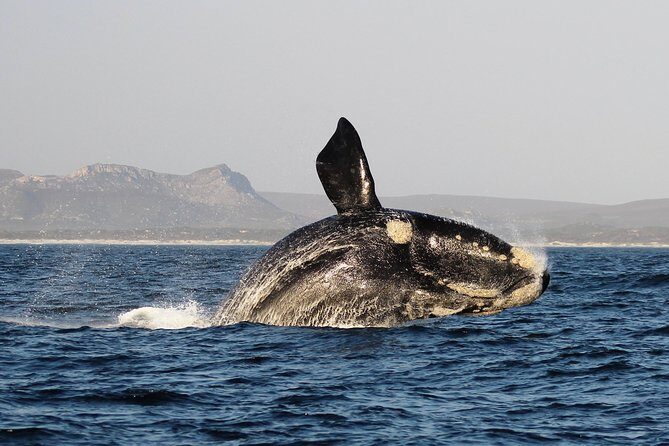 Marine Big 5 Safari with transport from Hermanus - What It Means for You