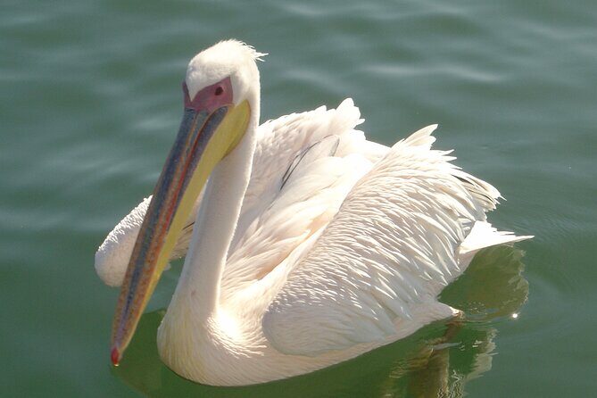 Marine Dune Day: Catamaran Cruise and Sandwich Harbor Dune Drive - The Itinerary in Detail