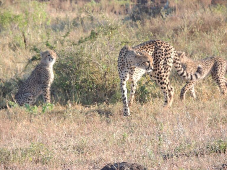Marloth Park: Kruger National Park Safari Game Drives - Transportation and Group Size
