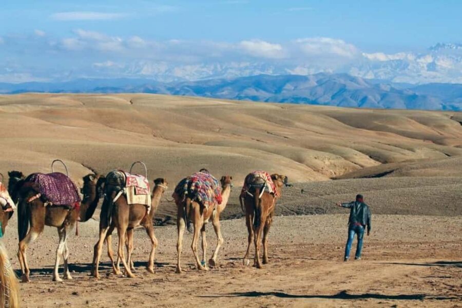 Marrakech: Agafay Desert Sunset, Camel Ride, Dinner and Show - The Camel Ride — A Quiet Moment in the Desert